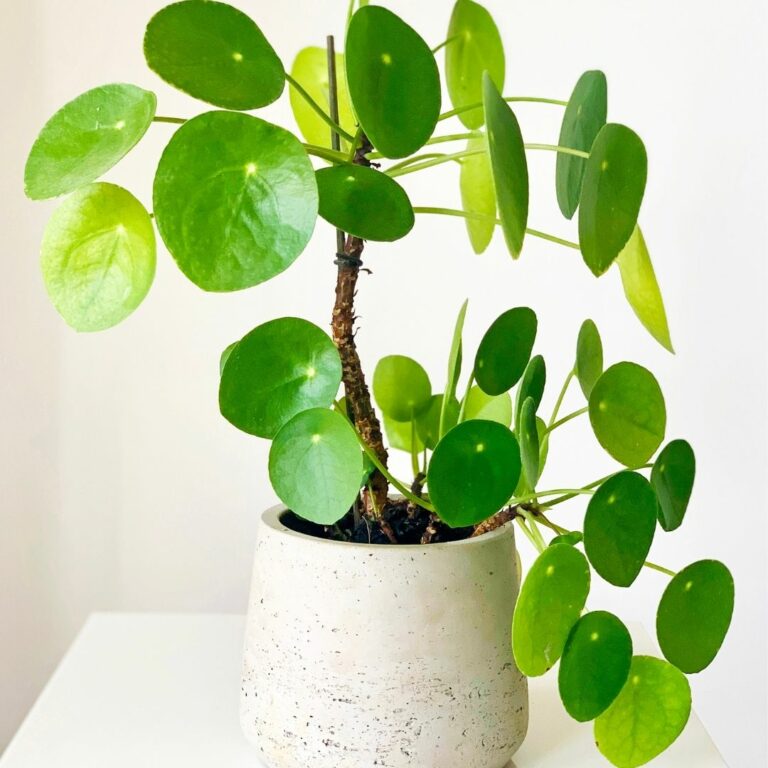 Pilea Peperomioides Pflege Tipps