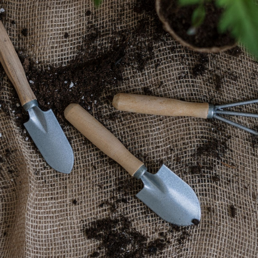 Monstera Pflege Tipps