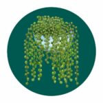Erbsenpflanze – Senecio rowleyanus