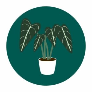 Alocasia Polly Pflege & Vermehrung