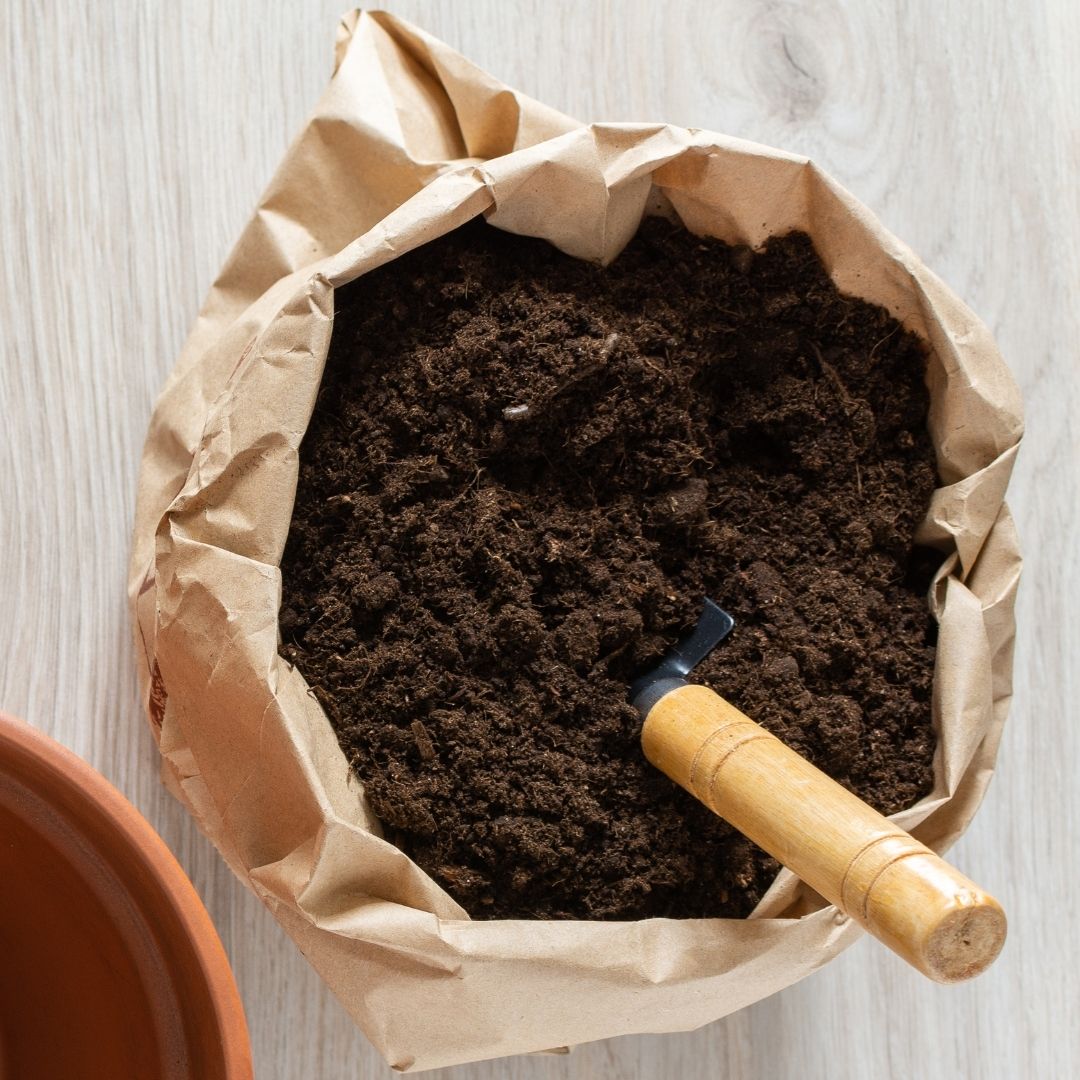 Monstera Pflege Tipps