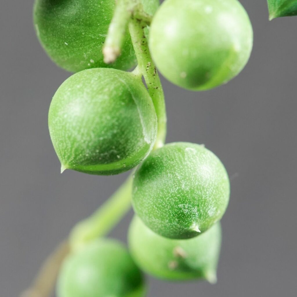 Erbsenpflanze - Senecio rowleyanus