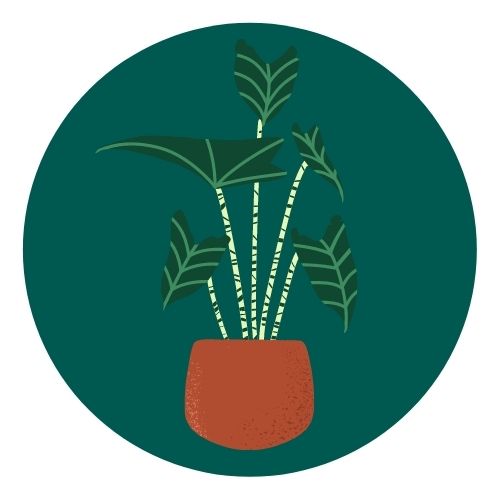 Alocasia zebrina Pflege & Vermehrung