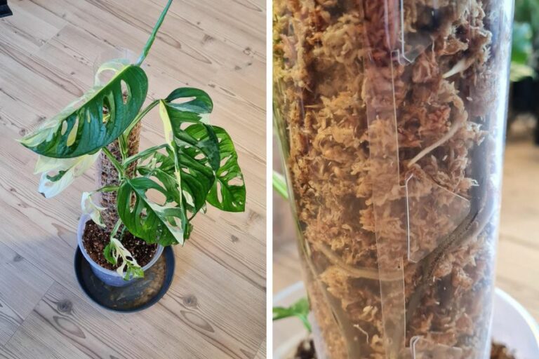 Monstera Rankhilfe