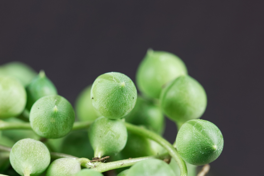 Erbsenpflanze – Senecio rowleyanus