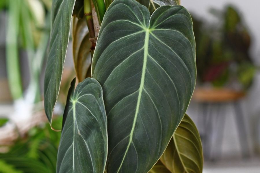 Philodendron Melanochrysum
