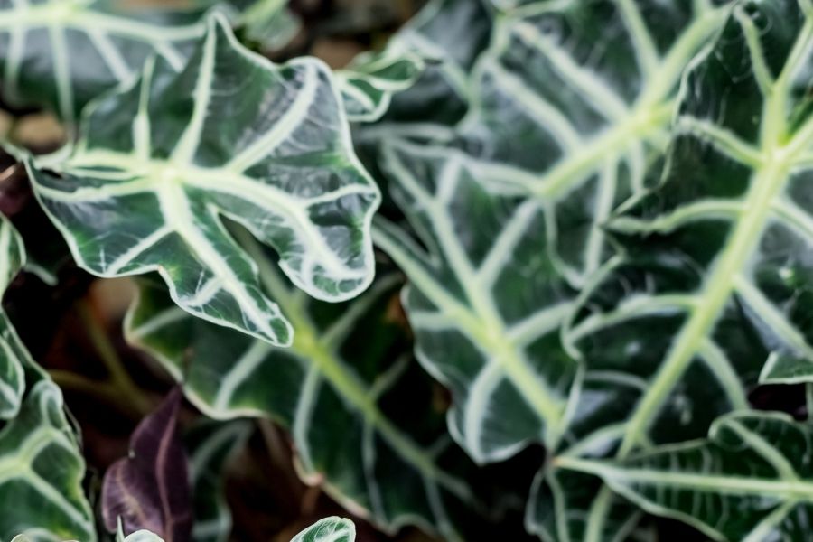 Alocasia Polly