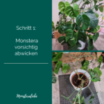 Monstera Umtopfen