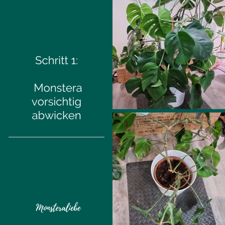 Monstera umtopfen