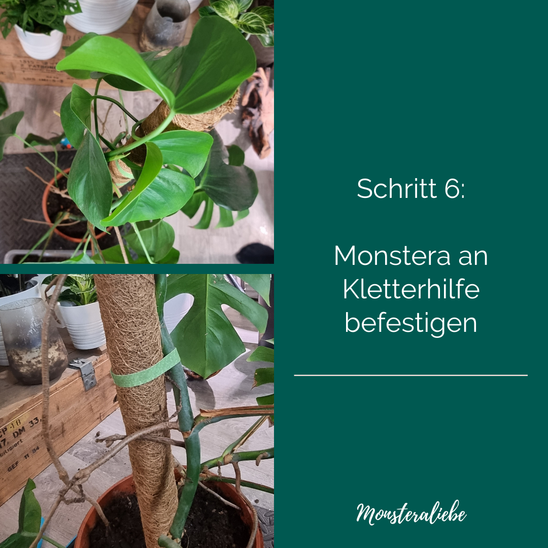 Monstera Umtopfen