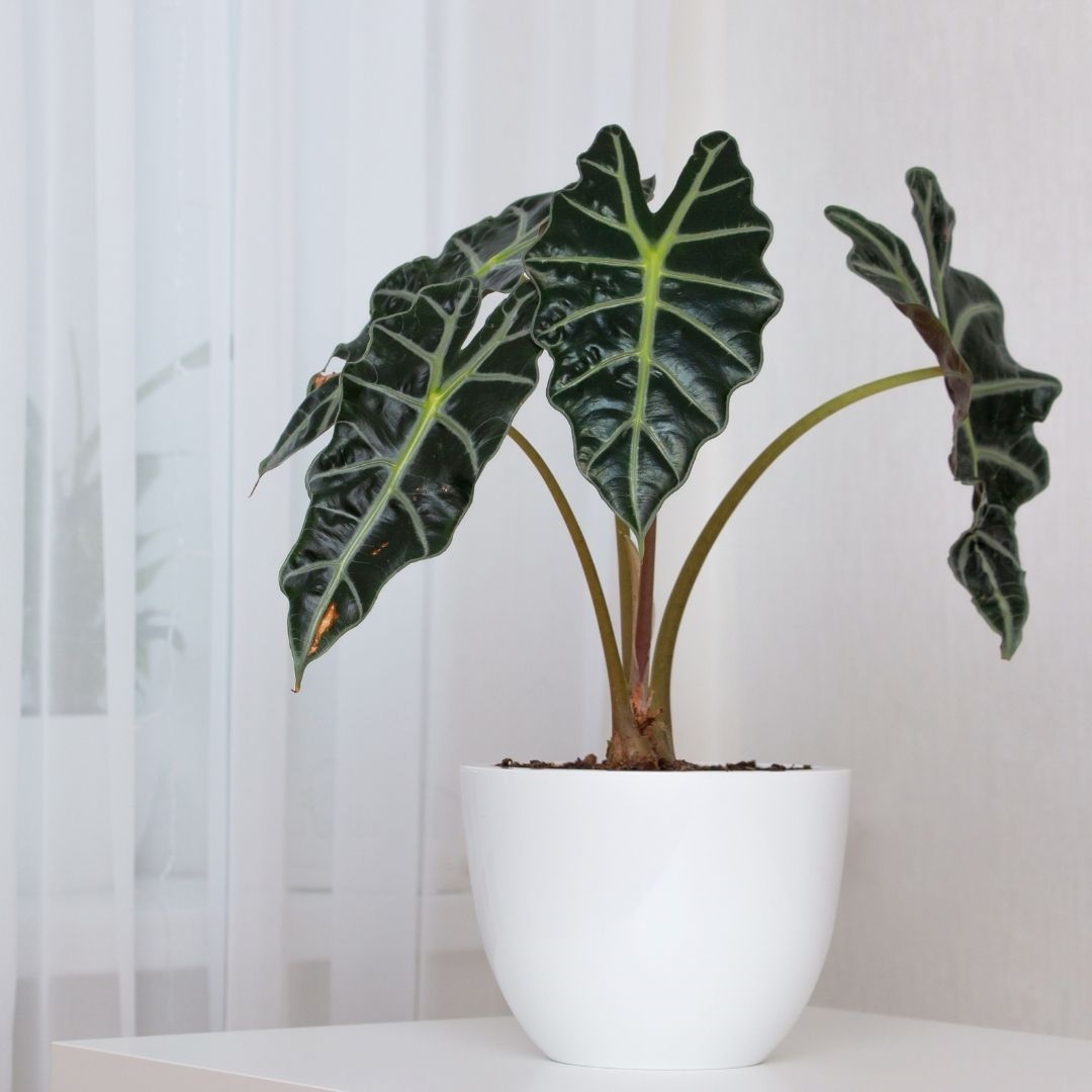 Alocasia Polly Pflege & Vermehrung