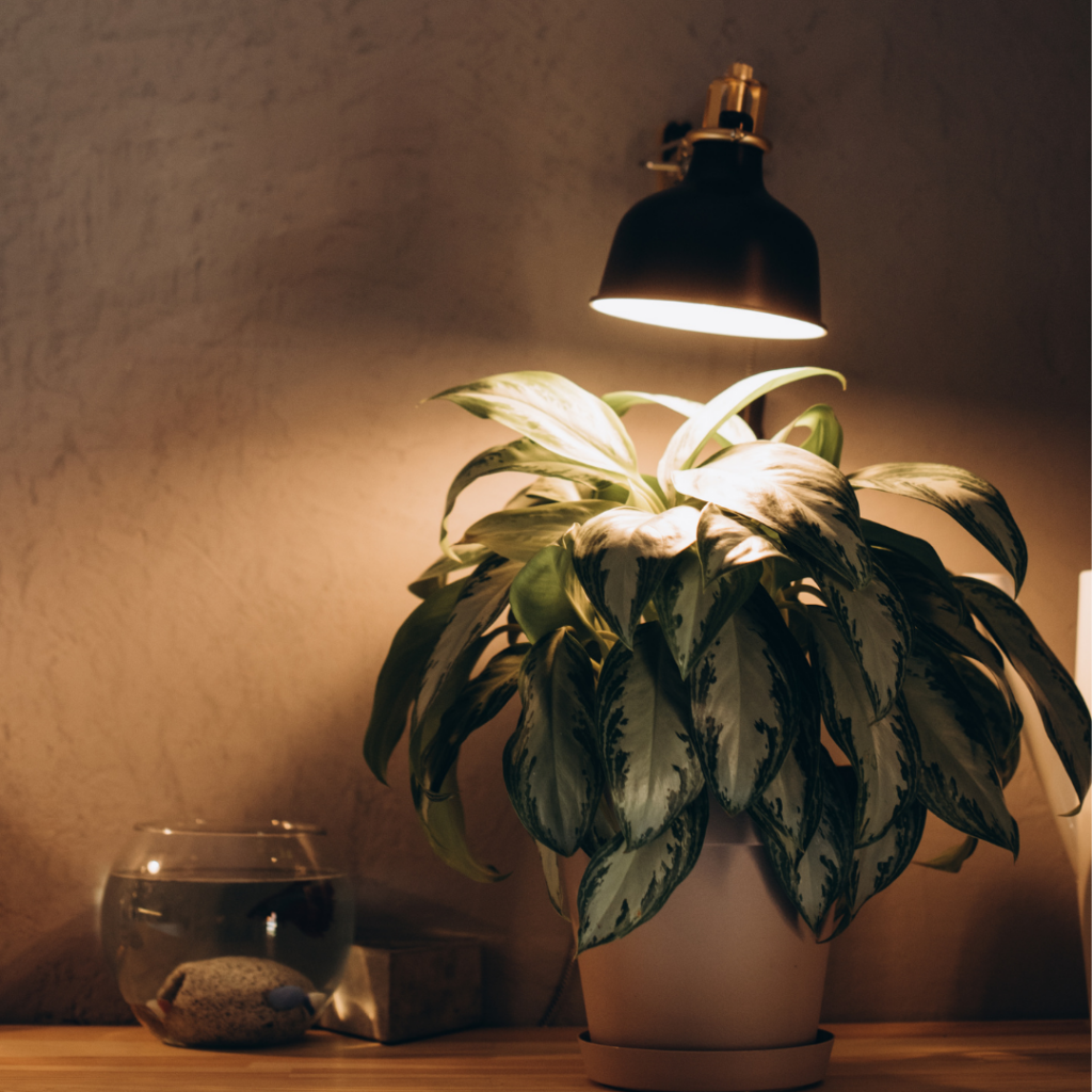 Pflanzenlampen für Zimmerpflanzen