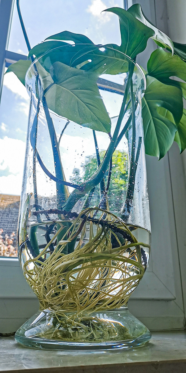 Monstera Water Plants