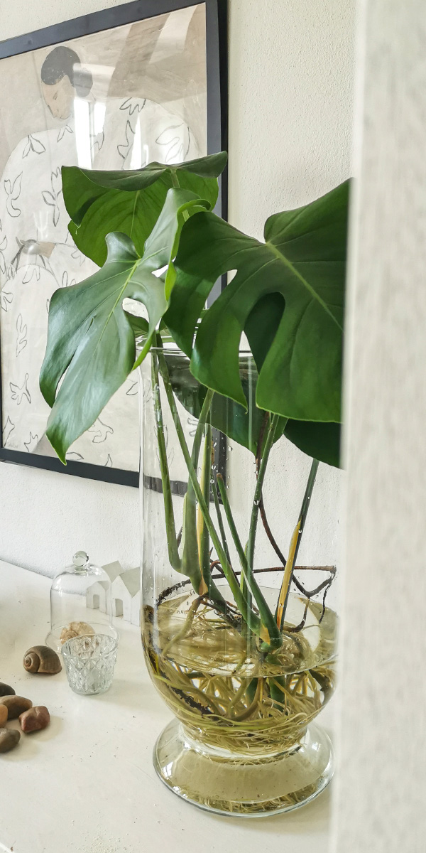 Monstera Water Plants