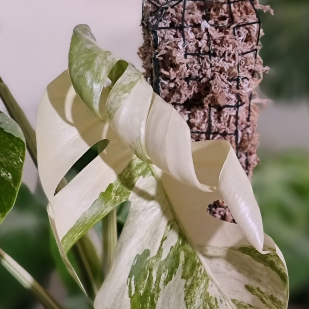 Monstera Pflege Tipps