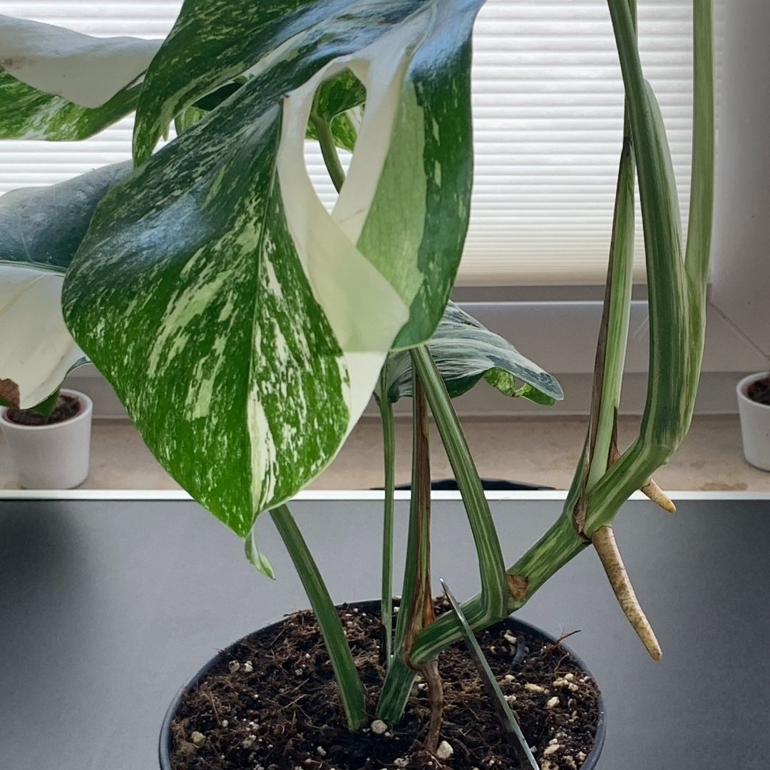 Monstera Ableger Tipps