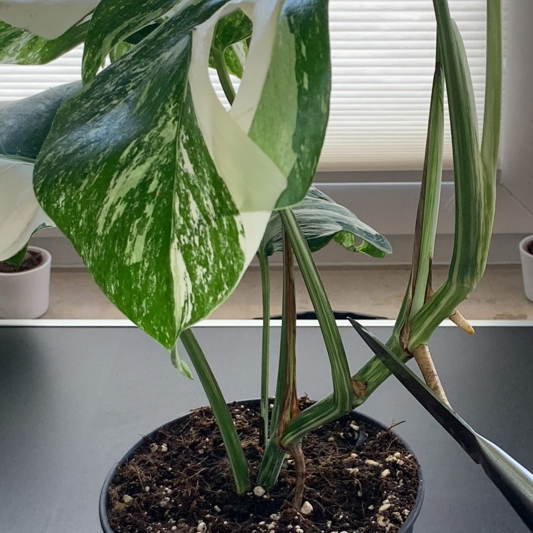Monstera Ableger Tipps