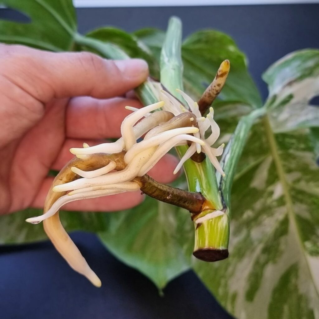 Monstera deliciosa variegata vermehren