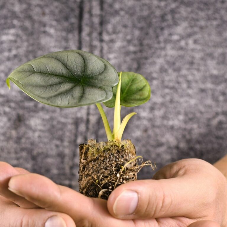 Alocasia Rhizome Infos & Tipps zum Vermehren