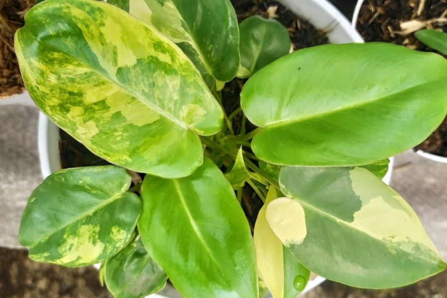 Philodendron Burle Marx variegata - Pflege, Vermehrung & Infos
