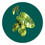 Philodendron Burle Marx variegata