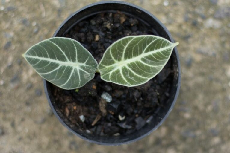 Alocasia Rhizome Infos & Tipps zum Vermehren