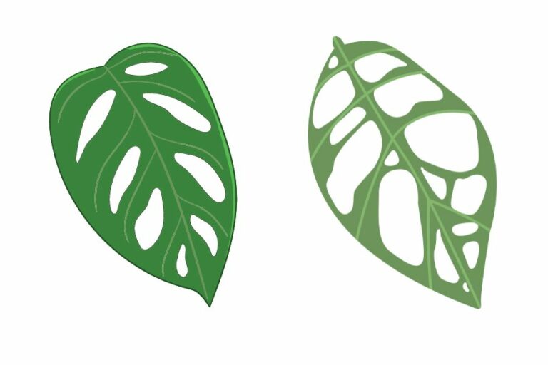 Monstera obliqua Peru Tipps zur Pflege und Vermehrung
