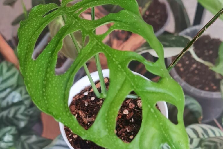 Monstera obliqua Peru Tipps zur Pflege und Vermehrung