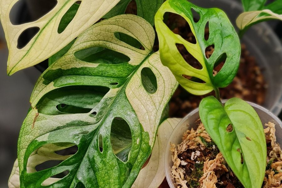 Wurzelmilben Schnell Wieder Los Werden 